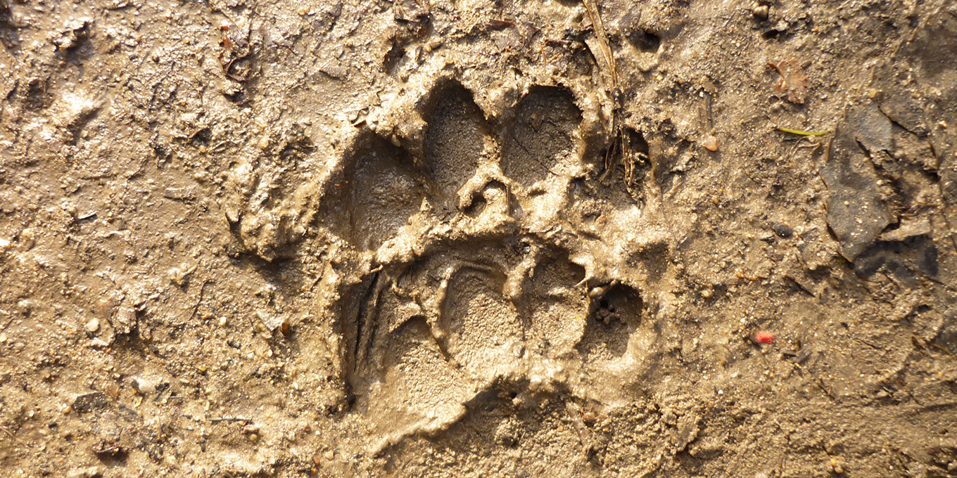 Sur la piste des animaux